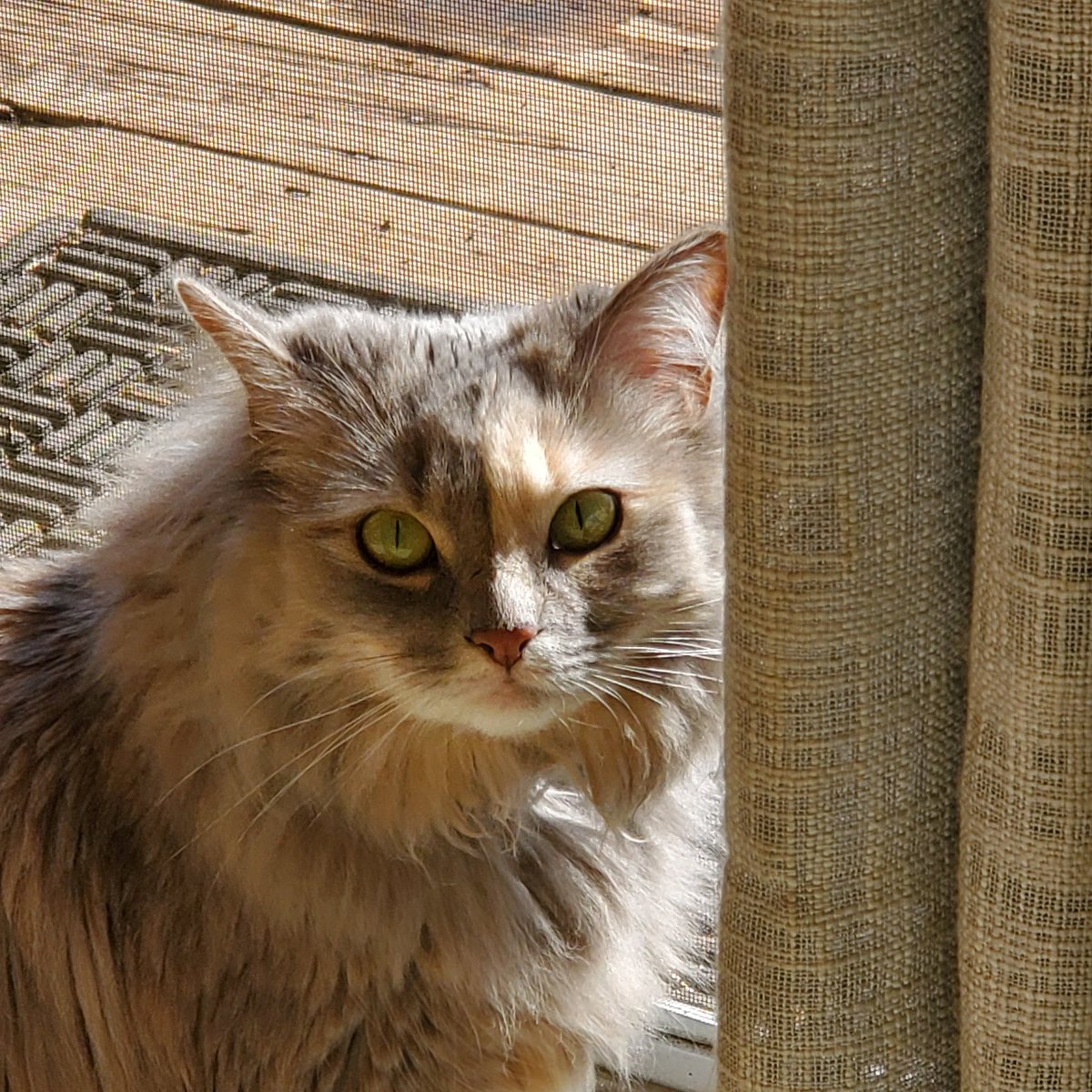 Mickster0507's tweet photo. @LorenzoTheCat @ProjectLincoln #Cats4Biden https://t.co/PhmTZxmE12