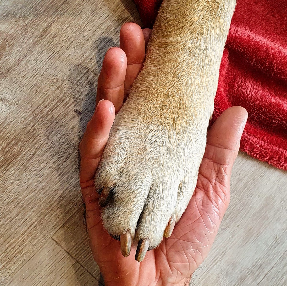 RIP to the best friend ever.. you rocked my world and it was a real privilege to be part of your life.. #furryfriends