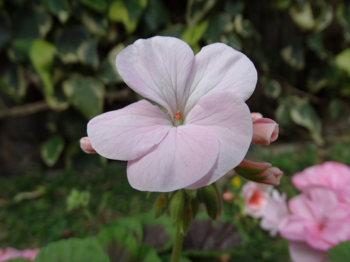 PhoenixCollHQ's tweet photo. 🌻🌹🌷💮🌼💐🌺🌳We have received some amazing entries for @Arts_Sandwell 'How does your garden grow?' From parks and gardens in #Sandwell. A BIG Well Done to Paulina Rozkowinska, Summer Heeley, Ethan Dutton all in year 9 for sending in these amazing photos! 🌻🌹🌷💮🌼💐🌺🌳 https://t.co/qpSVdwT7PM