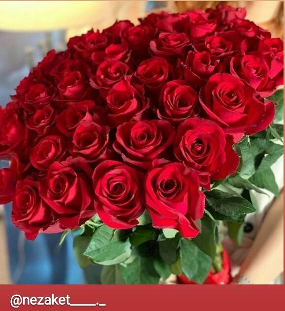 Roses are red!