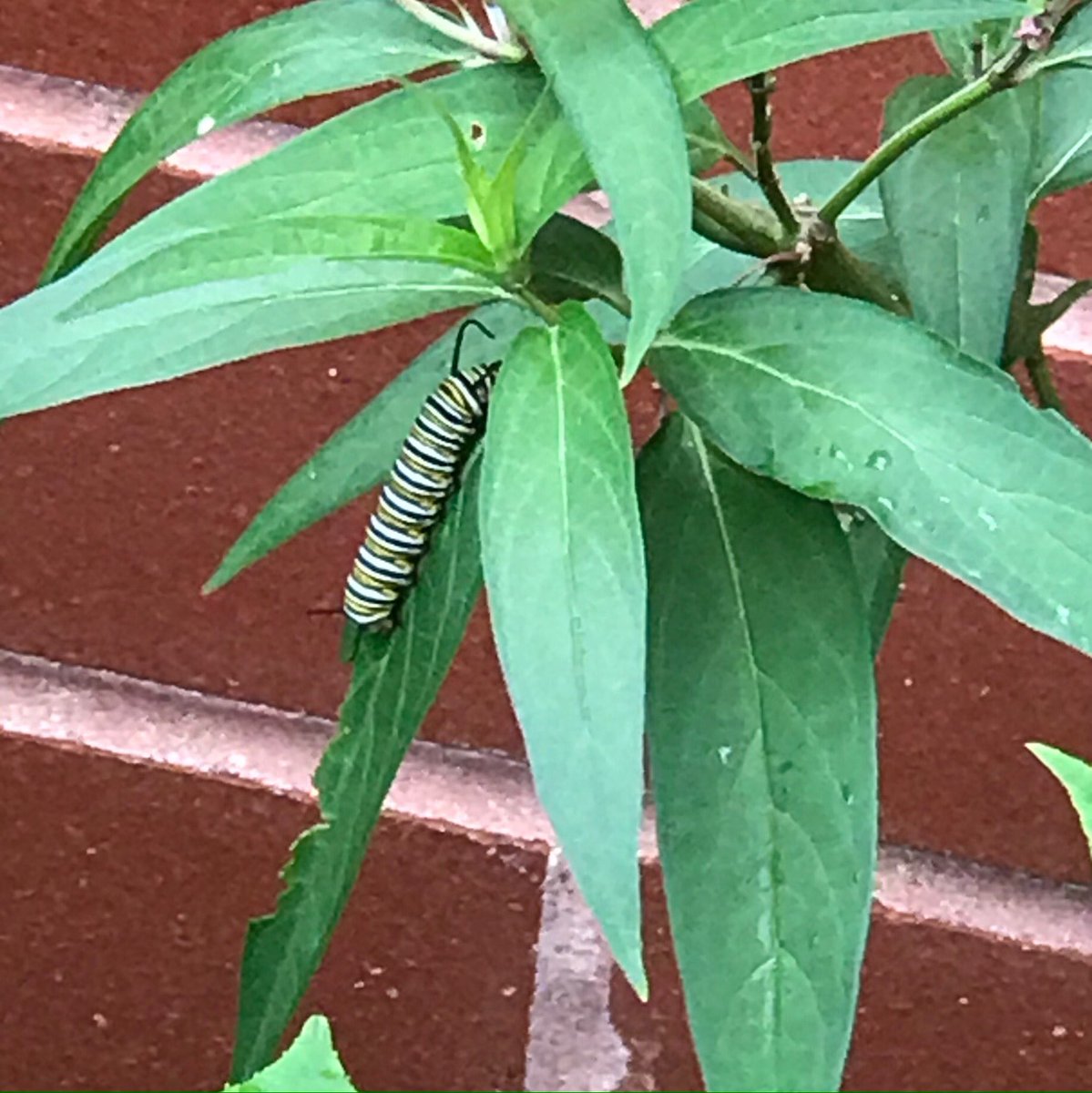 PrairieSpiritUC's tweet photo. The flowers are really in bloom now and a monarch caterpillar was found on one of the milkweed plants in the front corner garden.

A small group of gardeners have been working to freshen up and maintain our gardens. If you are out and about, consider stopping by. https://t.co/y7dOlG8SVb