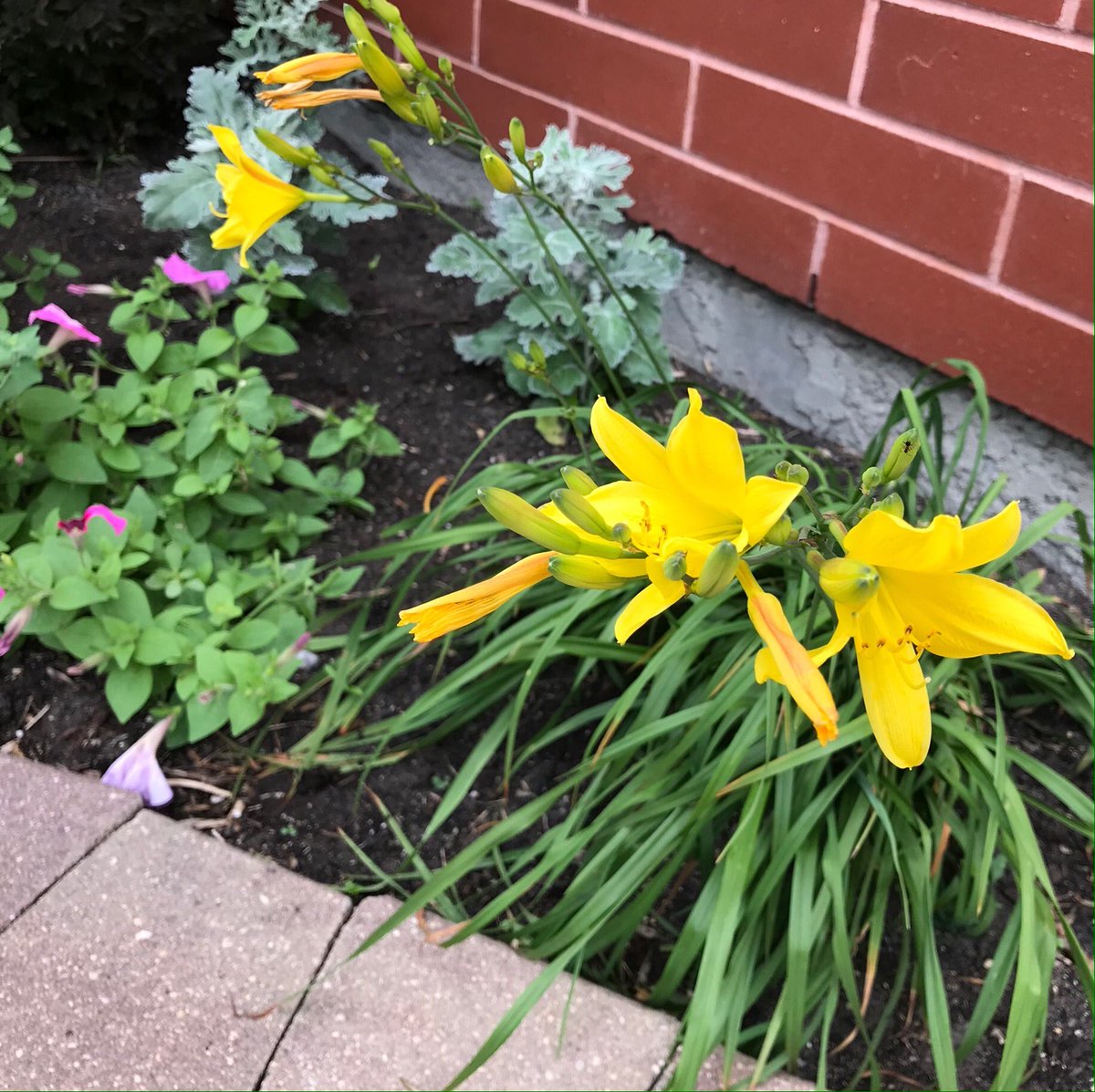 PrairieSpiritUC's tweet photo. The flowers are really in bloom now and a monarch caterpillar was found on one of the milkweed plants in the front corner garden.

A small group of gardeners have been working to freshen up and maintain our gardens. If you are out and about, consider stopping by. https://t.co/y7dOlG8SVb