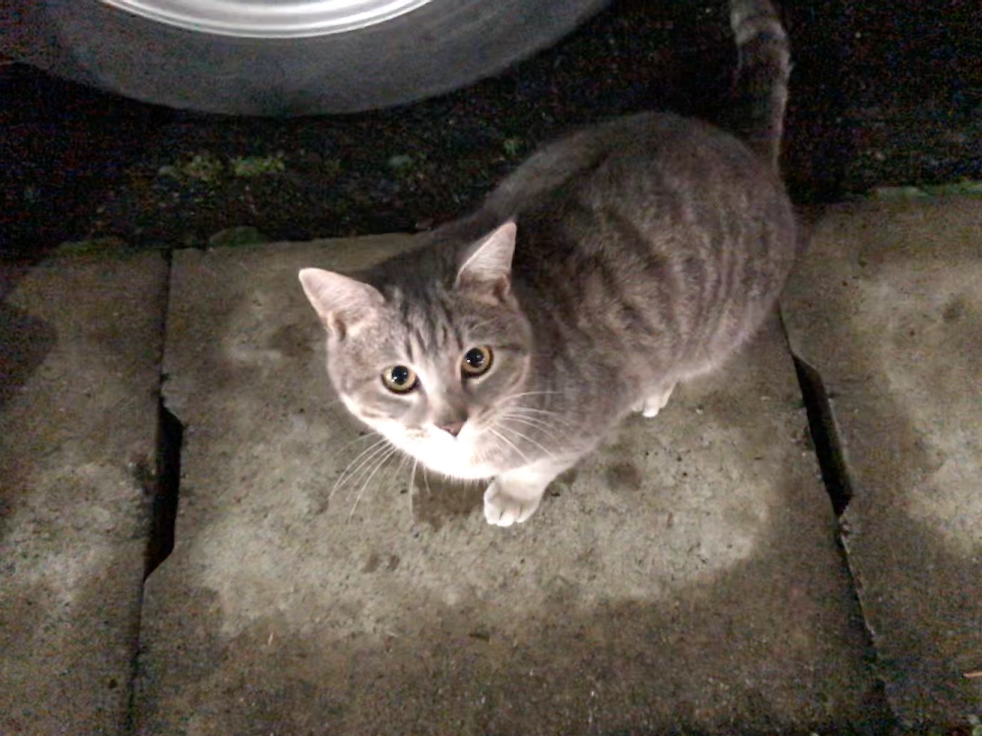 Cat love (@8888Catlove) / X