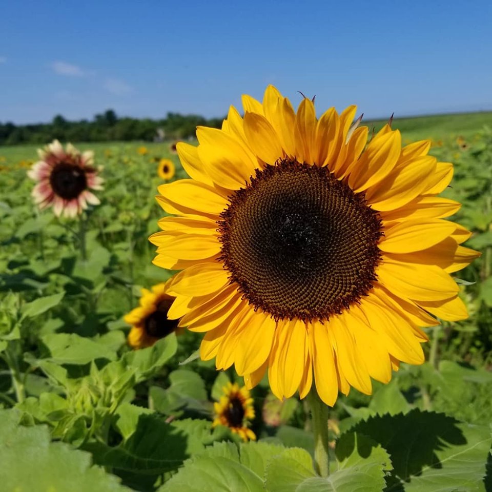 VisitPWC_PR's tweet photo. The Summer of Sunflowers Festival and Sunflower Sunsets begins this week @burnsidefarms!! 

@VisitPWC @alenaoakes @cmartinez400 @ABC7Kidd @ABC7GMW @DCRefined @FunInFairfax @BeltwayBargain @washingtonian @WaPoTravel @ABC7EileenW @PotomacLocal @WUPWnews @PWCtimes @bristowbeat https://t.co/wO6KTmb7HD