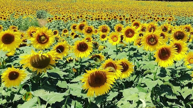 VisitPWC_PR's tweet photo. The Summer of Sunflowers Festival and Sunflower Sunsets begins this week @burnsidefarms!! 

@VisitPWC @alenaoakes @cmartinez400 @ABC7Kidd @ABC7GMW @DCRefined @FunInFairfax @BeltwayBargain @washingtonian @WaPoTravel @ABC7EileenW @PotomacLocal @WUPWnews @PWCtimes @bristowbeat https://t.co/wO6KTmb7HD