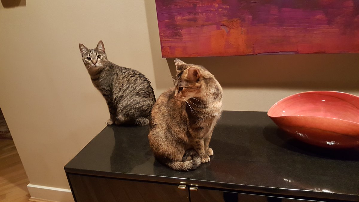 JanePra61740106's tweet photo. @LorenzoTheCat @ProjectLincoln Tater and Pippa Pratt #Cats4Biden https://t.co/3CyEKVJPlg