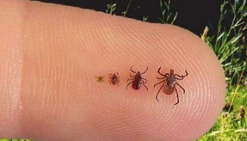 MetabolicEnergy's tweet photo. Early Lyme Disease. Everything You Need To Know To Heal Naturally and Efficiently. - https://t.co/E2VvhMU3mo https://t.co/xqFhzBIHqN