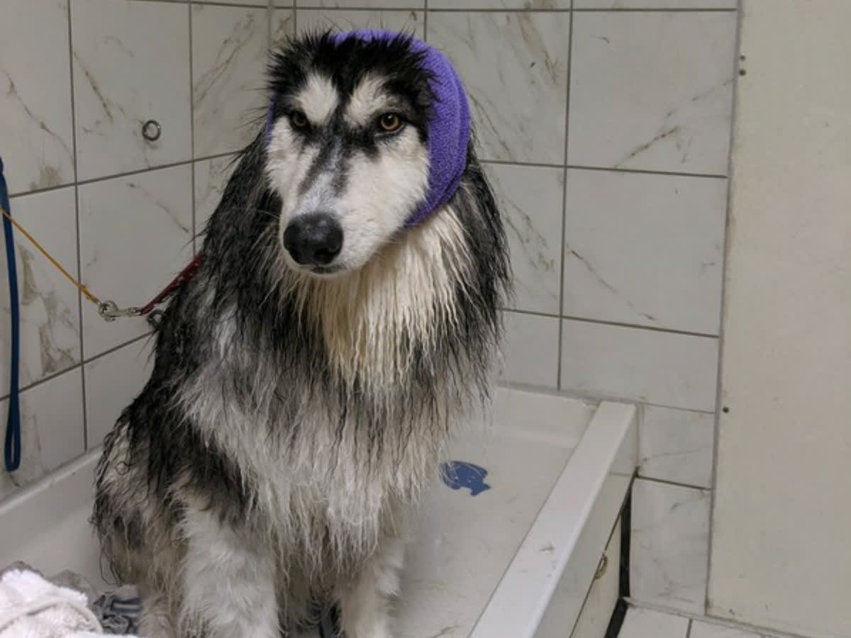 CanineCampusCO's tweet image. Our groomer Chris uses this Happy Hoodie to calm dogs during the grooming process. Odin is usually a huge handful. Chris said he just sat there and was calm with it on. 😀🐕❤  #CalmDogs #HappyDogs #DogGrooming