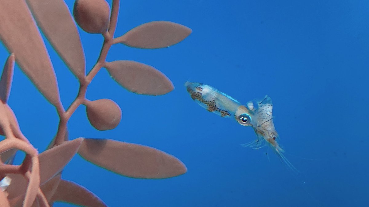 ねうちゃん イカの捕食 ホネホネの魚も見ました