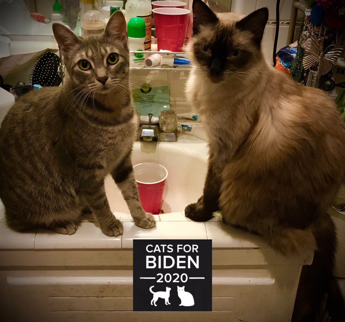 BeccaFromTX's tweet photo. There they were just waiting for me, my furr babies! I added a sign
#CatsOnTwitter #CatsOfTheQuarantine #Cats4Biden #CatsForBiden https://t.co/mFnjnDWUqo