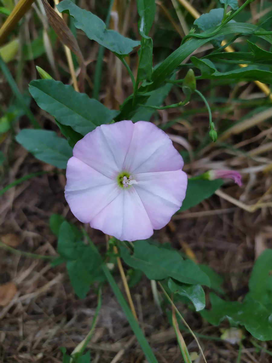 Kiarancoser's tweet photo. #Whiteflower #Pinkflower #Geraniumflower #HD #photos #花京院ちえり #ゼラニウム #Violet https://t.co/kmGRSDxRUo