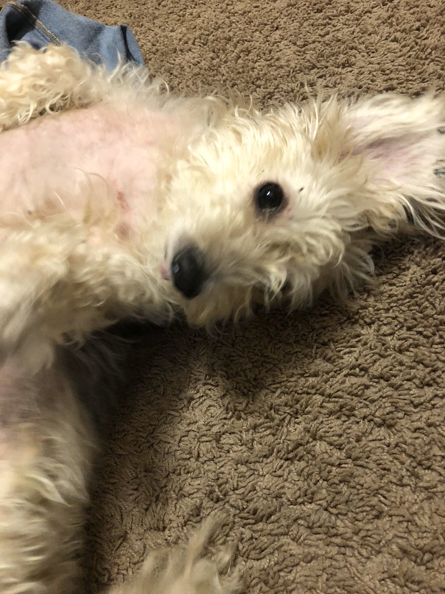 ᴍᴀɴᴅᴇʜ tweet media