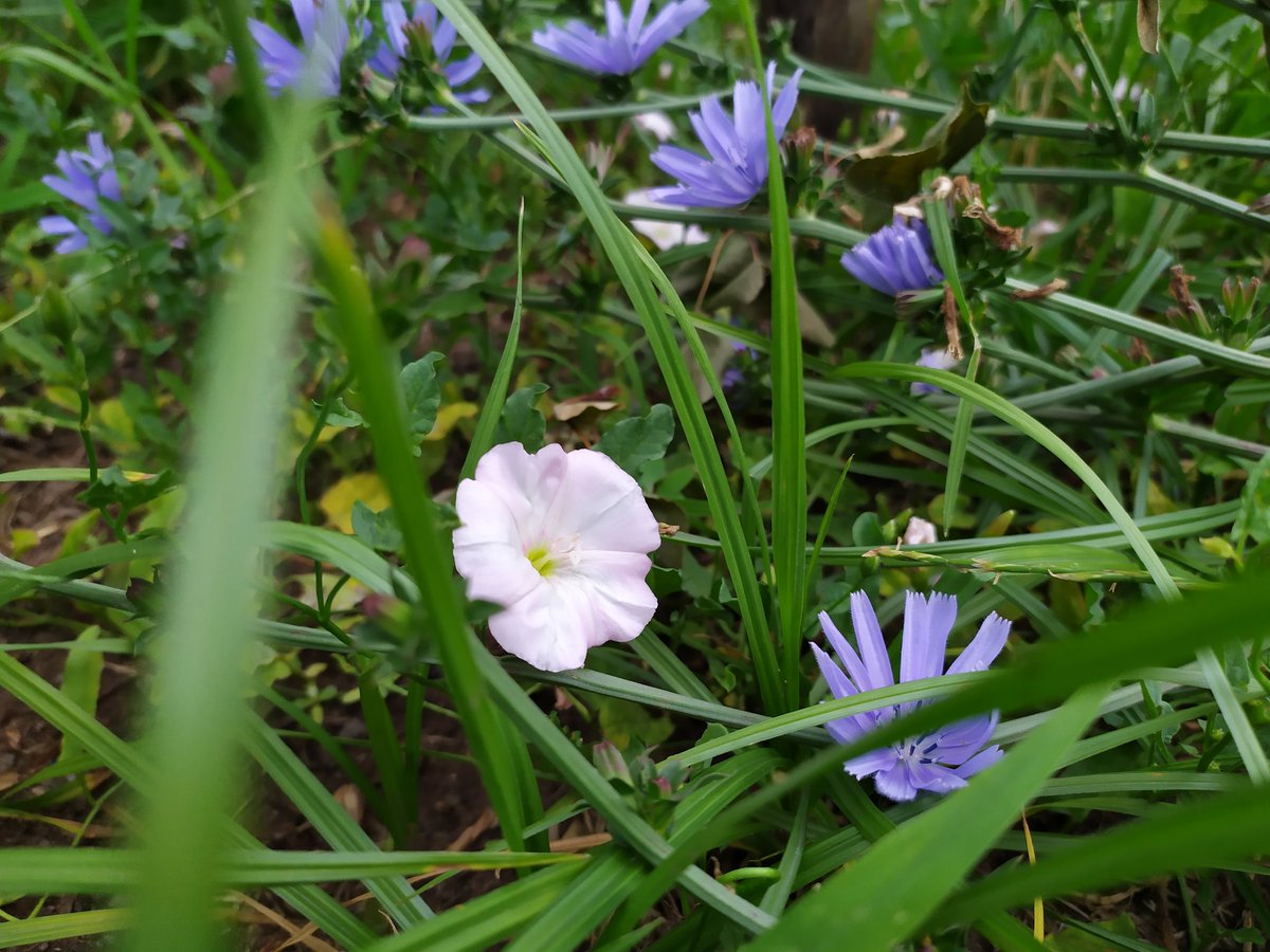 Kiarancoser's tweet photo. #Whiteflower #Pinkflower #Geraniumflower #HD #photos #花京院ちえり #ゼラニウム #Violet https://t.co/kmGRSDxRUo
