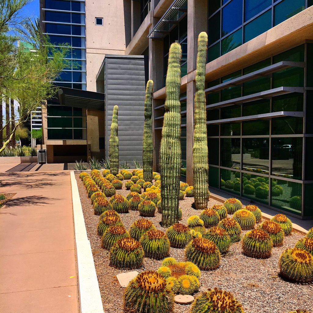 CityofPhoenixAZ's tweet photo. July has #fiveFridays so lets use this one to play #FindPhoenixFriday - the game where you guess the picture. #Phoenix has a lot of #cactusgardens and they do well in the #summerheat - but who knows where this one is at? #genomics https://t.co/BeZpWyI1Zp