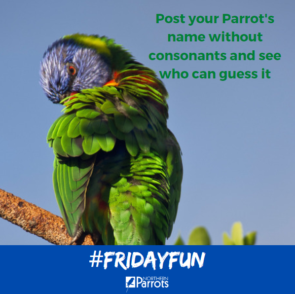 NorthernParrots's tweet photo. #fridayfun #fridayfunday #parrotvibes #parrothaven #parrotnames https://t.co/iM0FHm8Ieh