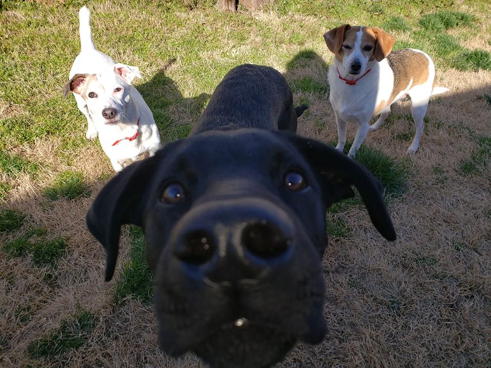 drkarenbecker's tweet photo. Here's this week's batch of furry superstars wishing you a safe and happy Friday. ❤

Got cute pet photos? Reply or retweet with those snaps to get a chance to be featured soon! ✨ https://t.co/iAVnyoUlv4