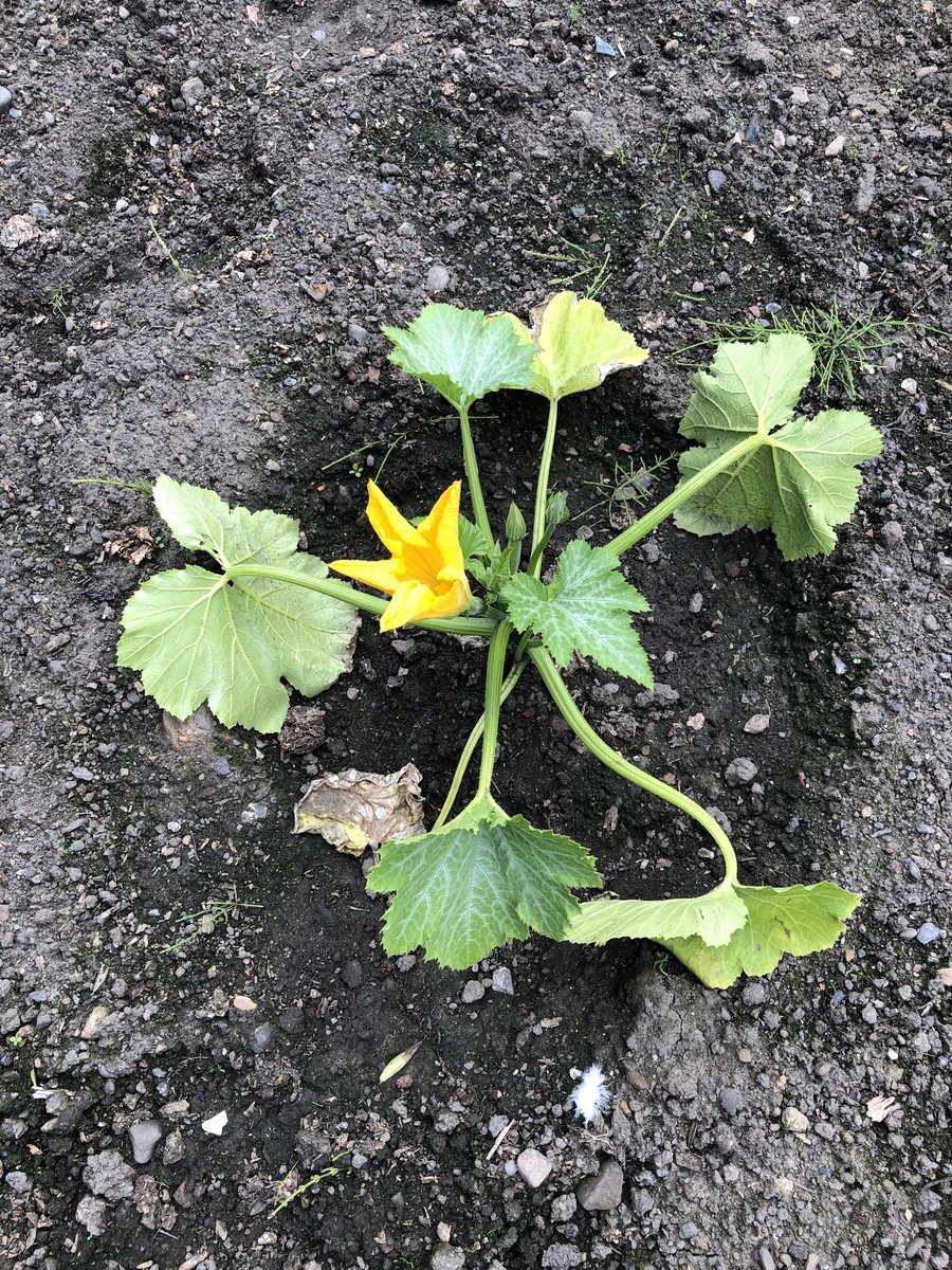 Continibites's tweet photo. Before & After #courgetteflower #ContiniKitchenGarden #ContiniGeorgeSt #open #foryou https://t.co/KtkNc6eWNo