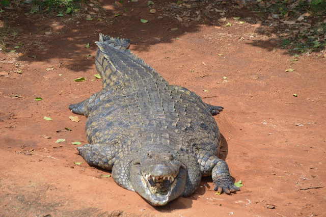 GatorsDaily's tweet photo. ITS FLAT FUCKERS FRIDAY YOU FUCKING COWARDS!!!!! https://t.co/ICgHYOi2mr