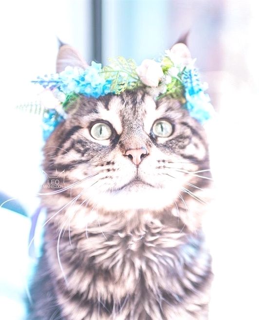 HereKittens's tweet photo. https://t.co/kDCr1eg8Iw