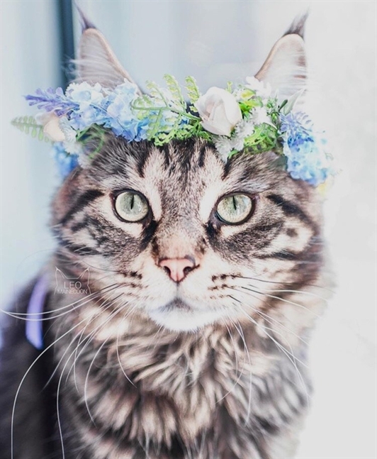 HereKittens's tweet photo. https://t.co/kDCr1eg8Iw