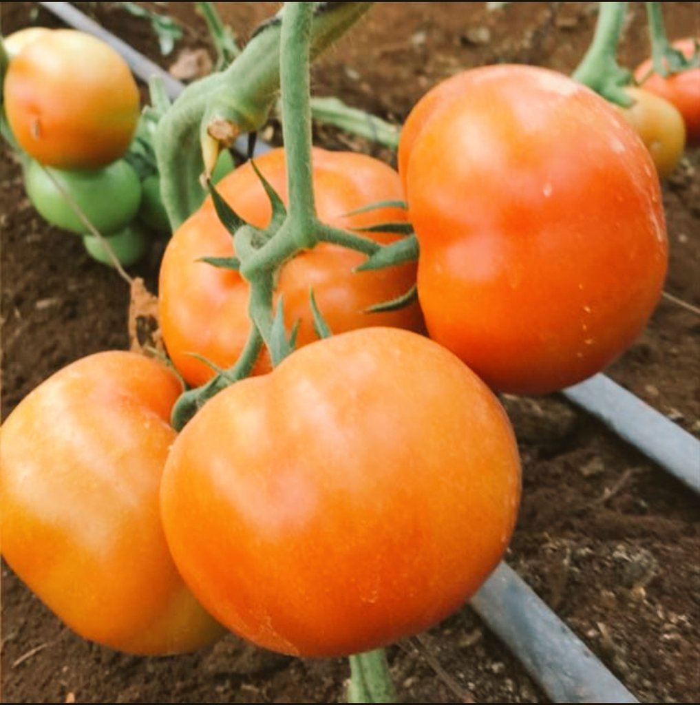 abiorganickits's tweet photo. Tomatoes grown 100% organically. What more do you need to believe that organic is a certified sustainable way of farming! #GoOrganic #organicstyle #organicway #healthychoices #organicproduce #organicfarming #organicmagic #organically #organicsoil #organicproduct #ecofriendly https://t.co/KeTR5dfPNu