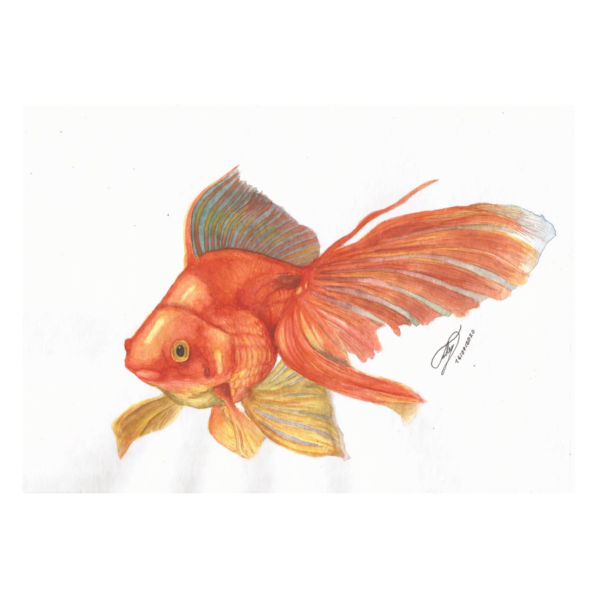 tadey999's tweet photo. Pez Dorado
▪️
Técnica: Acuarelas.
▪️
▪️
▪️
#pezdorado #pez #godfish #fish #acuarela #watercolor #Watercolour #FelizViernes #FelizViernesATodos https://t.co/aykZLO9jB4
