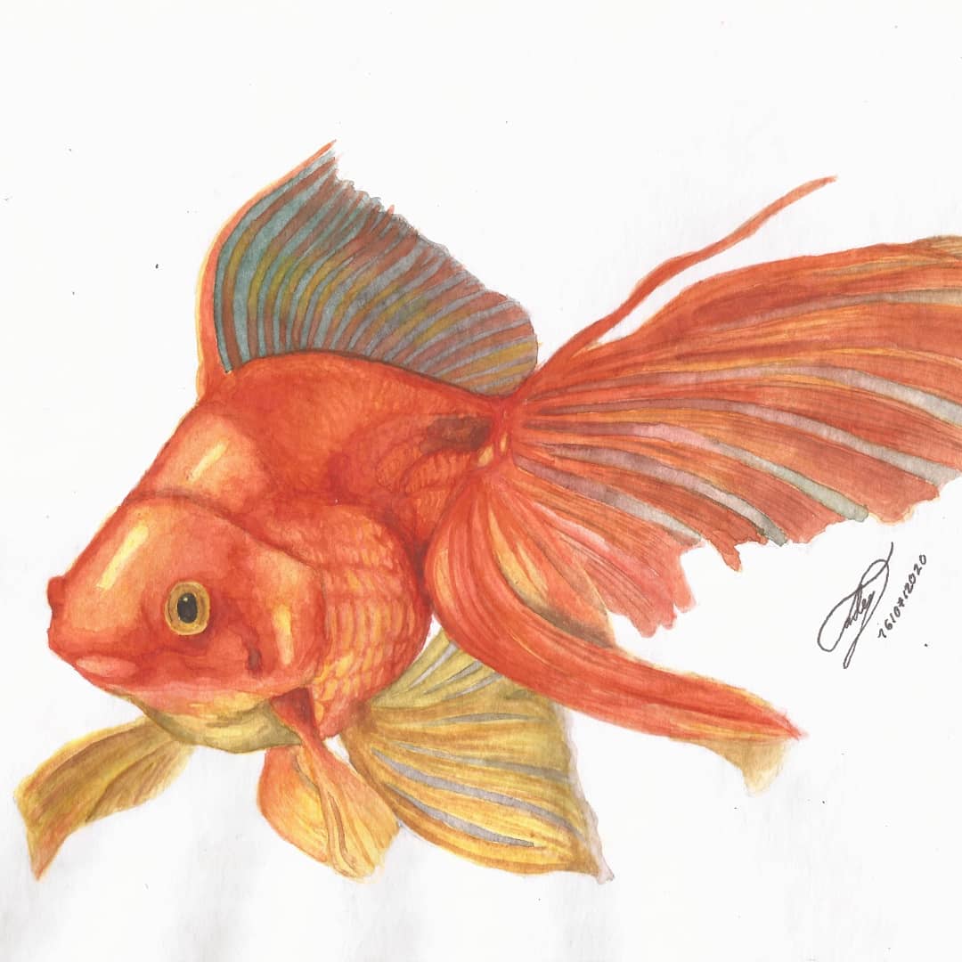 tadey999's tweet photo. Pez Dorado
▪️
Técnica: Acuarelas.
▪️
▪️
▪️
#pezdorado #pez #godfish #fish #acuarela #watercolor #Watercolour #FelizViernes #FelizViernesATodos https://t.co/aykZLO9jB4