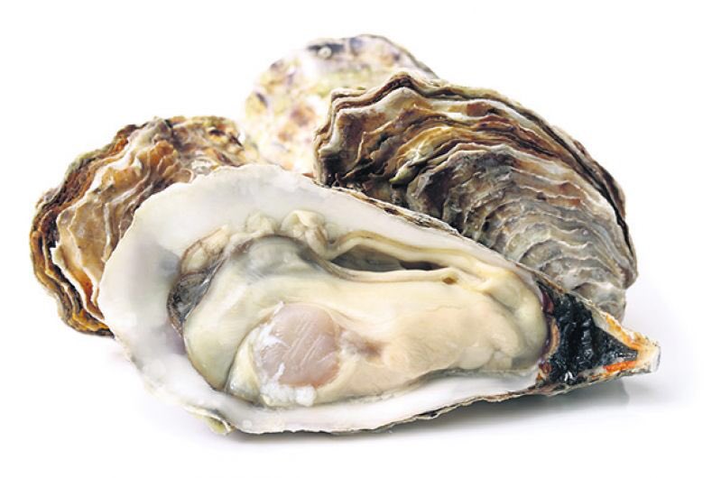 KJD : Oyster