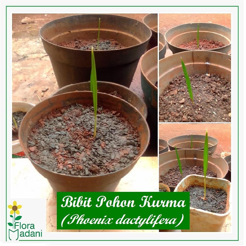 RahmatNur_M's tweet photo. Bibit Pohon Kurma (Date Palm) 🌱
.
Kurma (Arab : Tamr) (Latin : Phoenix dactylifera) adalah tanaman palma (Arecaceae) dalam genus Phoenix, yang buahnya dapat dimakan. Tanaman ini telah sejak lama dibudidayakan, dan kemungkinan berasal dari sekitar teluk persia. https://t.co/GgYCySoDAZ