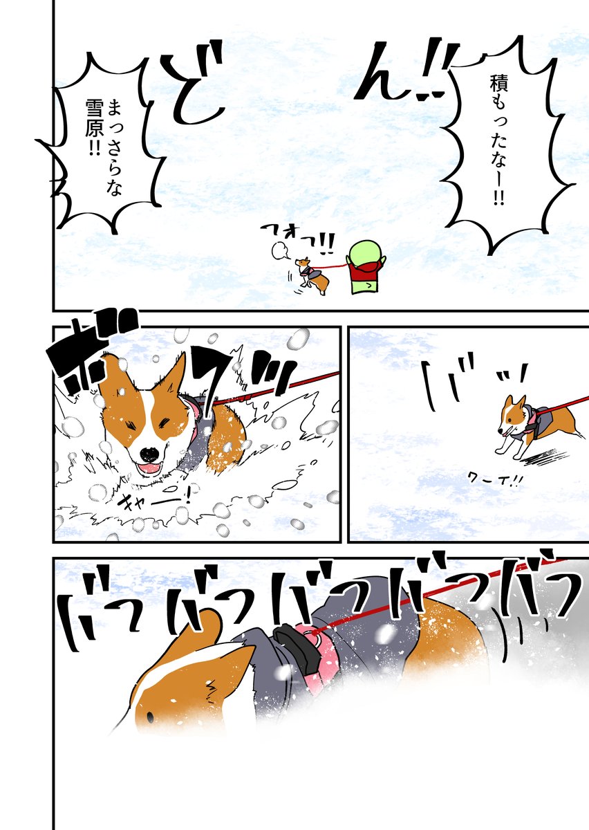 編集に提出しなきゃの原稿作業で間に合いませんでした。すいません!コーギー休み!再掲 