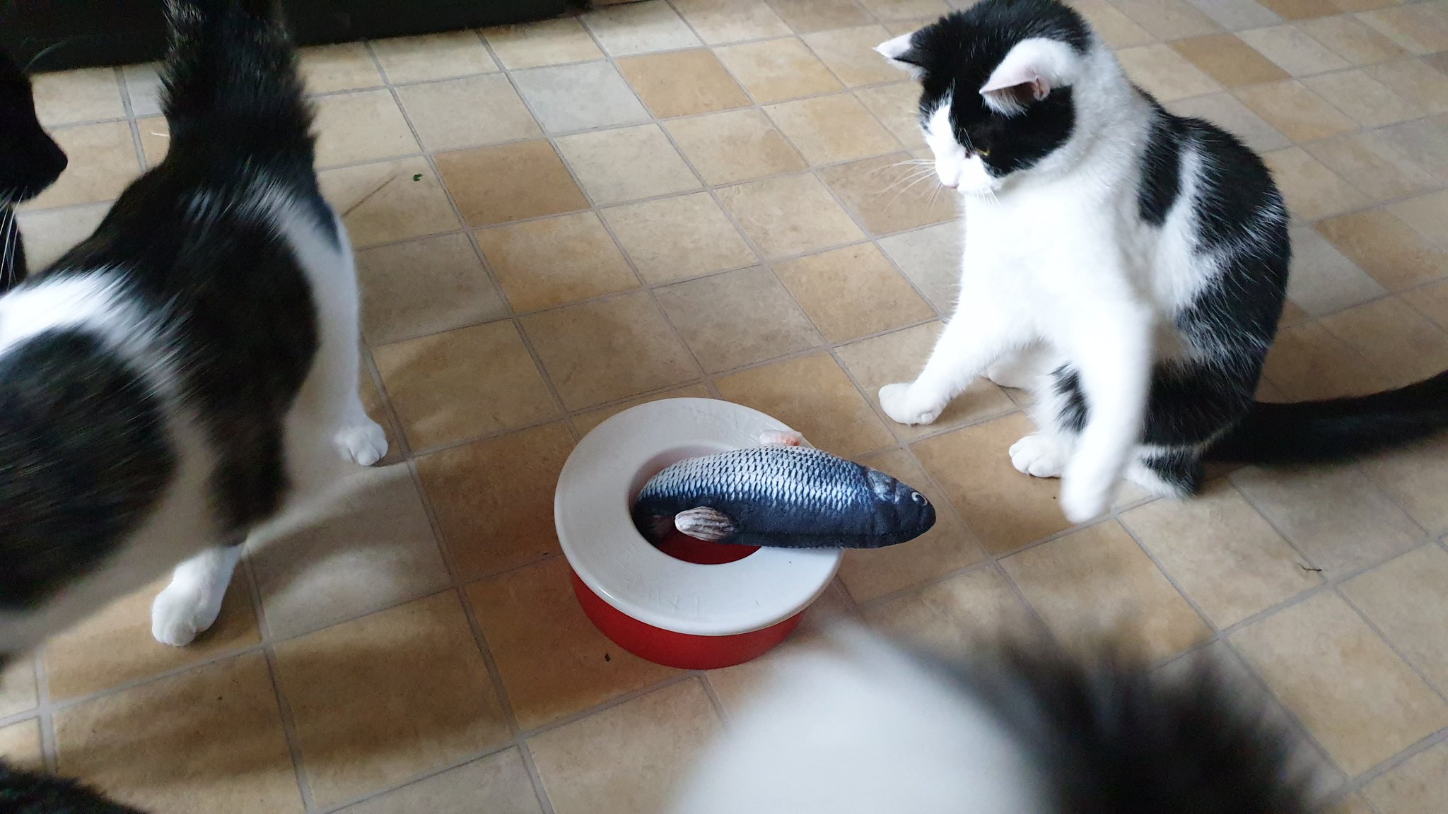 Cat puts toys cheap in water dish