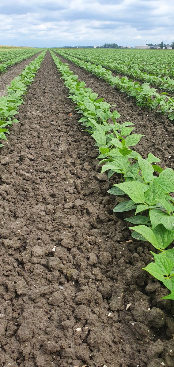 RijkJoost's tweet photo. De bio boontjes doen het prima op de NKG grond dit jaar. Iets last van bonenvlieg, maar daar groeien ze nu lekker doorheen. Wel is het aardig nat geworden inmiddels. 🌱 https://t.co/9fO5i4mC1X
