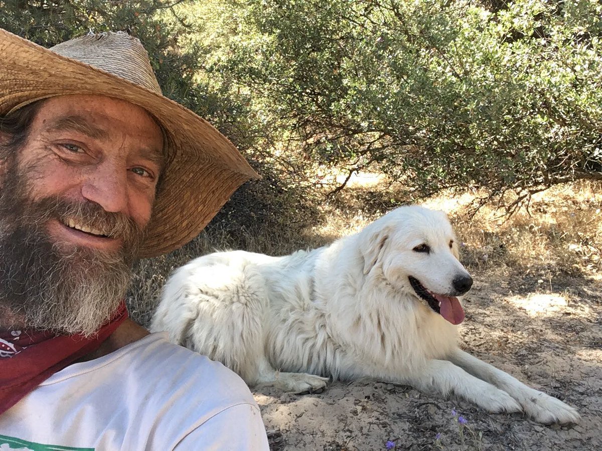 Brenton and Sierra keeping cool during a 5 hour goat walk. Native buckwheat, manzanita, oak, juniper &amp; more make up the majority of our dairy goats’ diet. #healthygoats #goatwalking #quailspringspermaculture #Permaculture permaculture #ediblelandscape #wildfoods #landbasedliving