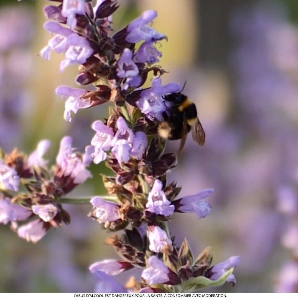 Notre Domaine de La Clapière possède 30 hectares de forêts et d'oliviers propices à l'épanouissement de la vie sauvage.

Depuis le millésime 2010, la propriété est certifiée <a href="/TerraVitis/">Terra Vitis</a> : signature des vignerons français qui respectent la nature, les hommes et les vins.