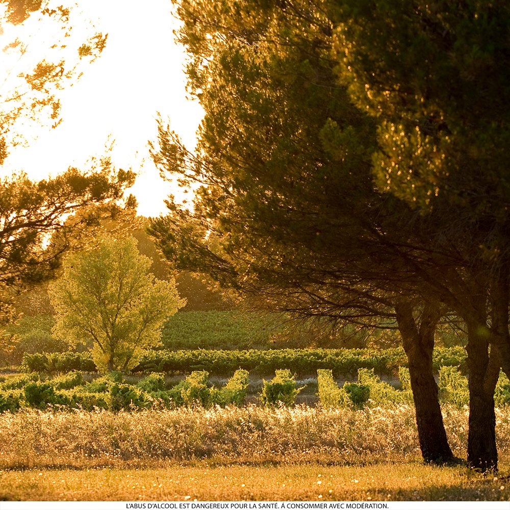 Castel Châteaux & Grands Crus tweet media