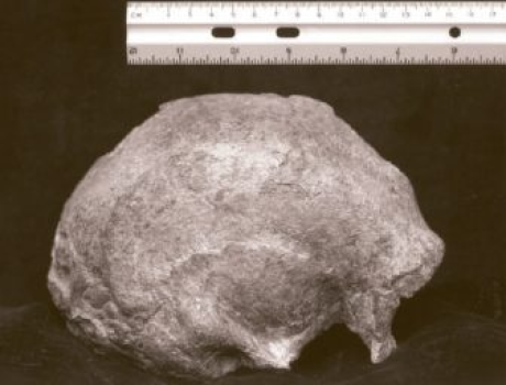 18/n'Narmada Man' Skull discovered in MP, India, provides the first scientifically recorded evidence of human skeletal remains from the Indian subcontinent dating to the late Middle Pleistocene of 300Ky to 150Kyears ago.  @RajVedam1  https://anthropology.iresearchnet.com/narmada-man/ 