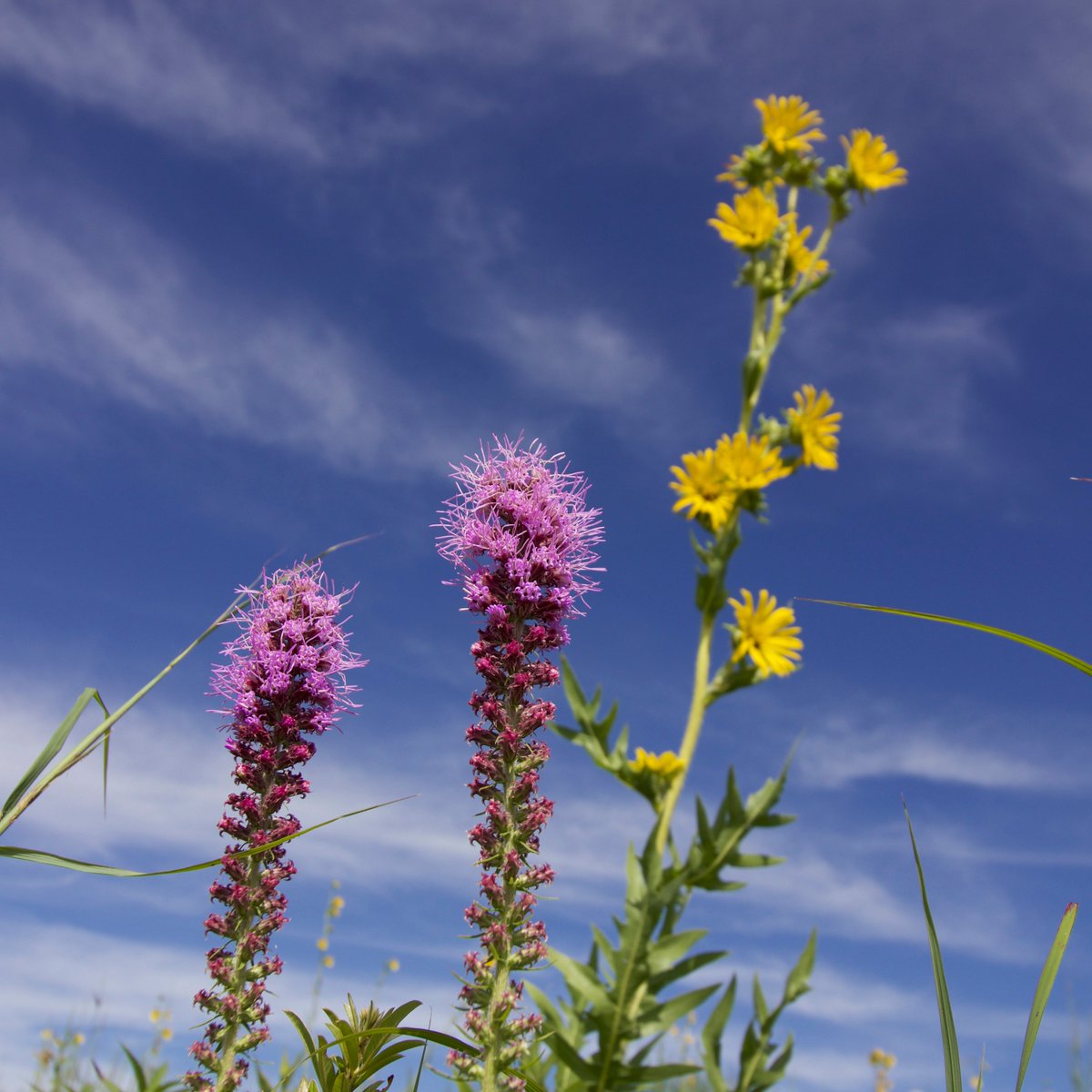 prudenterra's tweet photo. #Prairieblazingstars and #compassplants are flourishing! Picture was taken in a mostly #restoredprairie managed for years with #mowing, #prescribedburns, and occasional #herbicide.   

#manage #invasives and #nonnative species. #Promote #native #diversity https://t.co/u2DVgxasgS