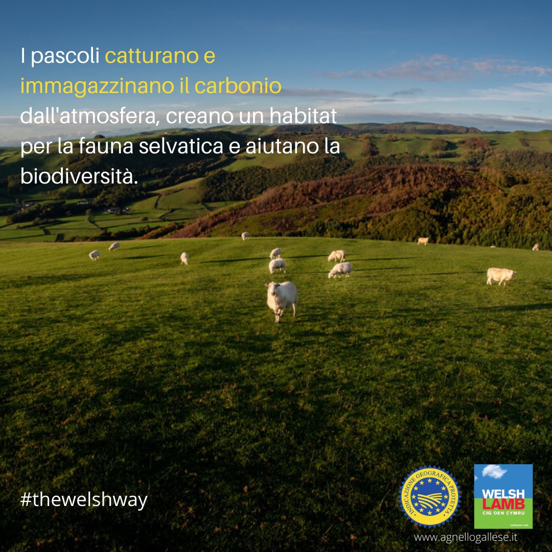 L’impatto ambientale causato dai diversi sistemi di allevamento in tutto il mondo non è uguale:
il Galles è, per natura, un luogo particolarmente adatto per allevare bovini e ovini. Più info ➡️ agnellogallese.it 
#sostenibilità #Food