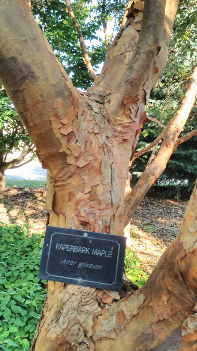 Oonagh2211's tweet image. #tree #paperbark maple