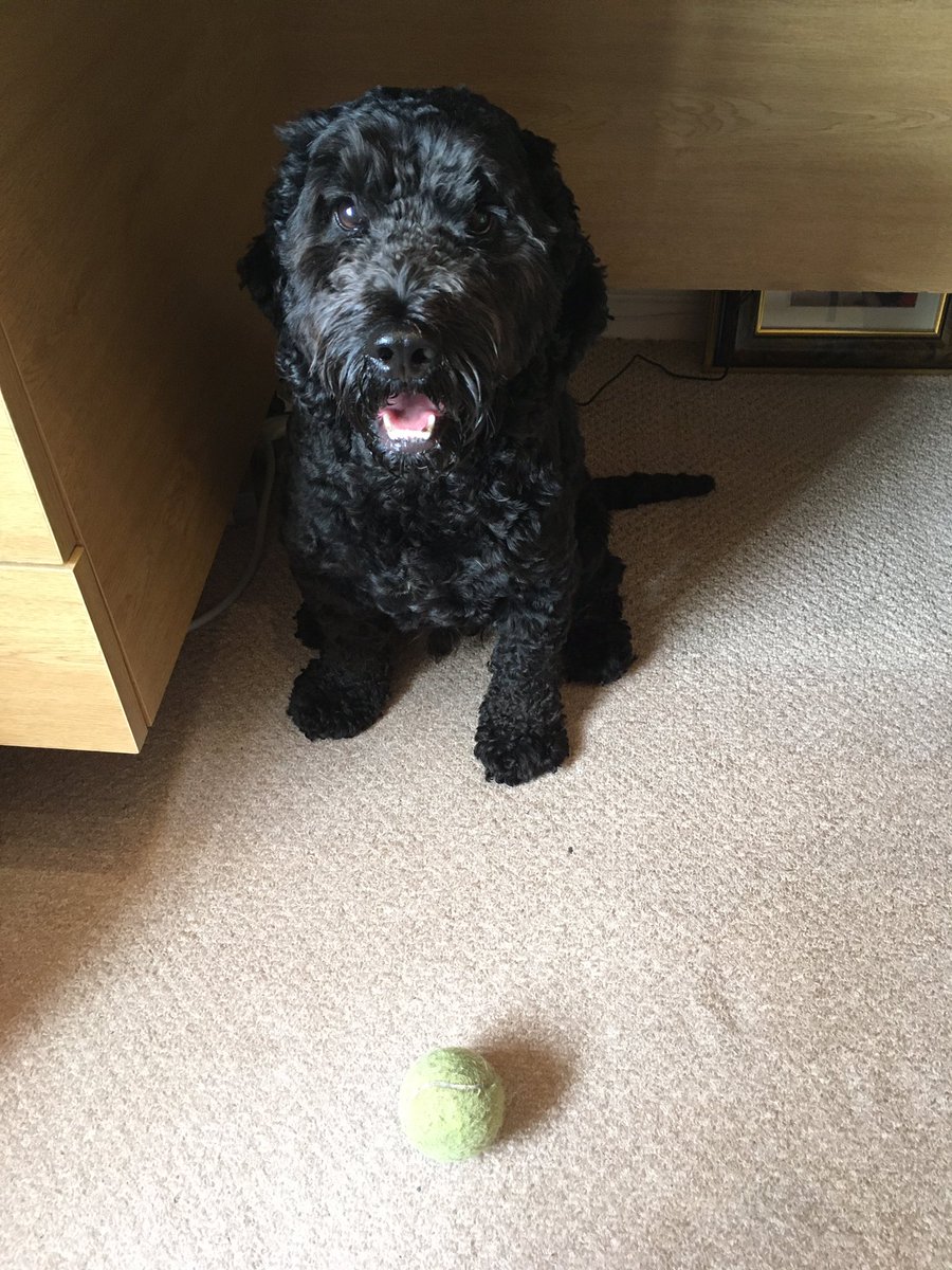 ljbotto's tweet photo. Problems WFH #pooch #makeyourowncoffee https://t.co/nU6XY8MrRq