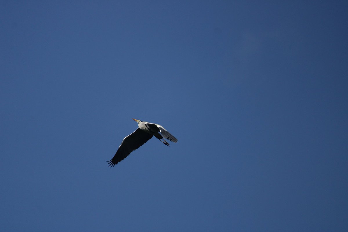 Flying shot of Grey Heron

#birdingdaily #birdingphotograpy #highshutter #flyingwings #heron #heronsofinstagram #travelphotography #photographers #photographerlife #greyheron #kolkata #lakeside #birdsofinstagram #birdlovers