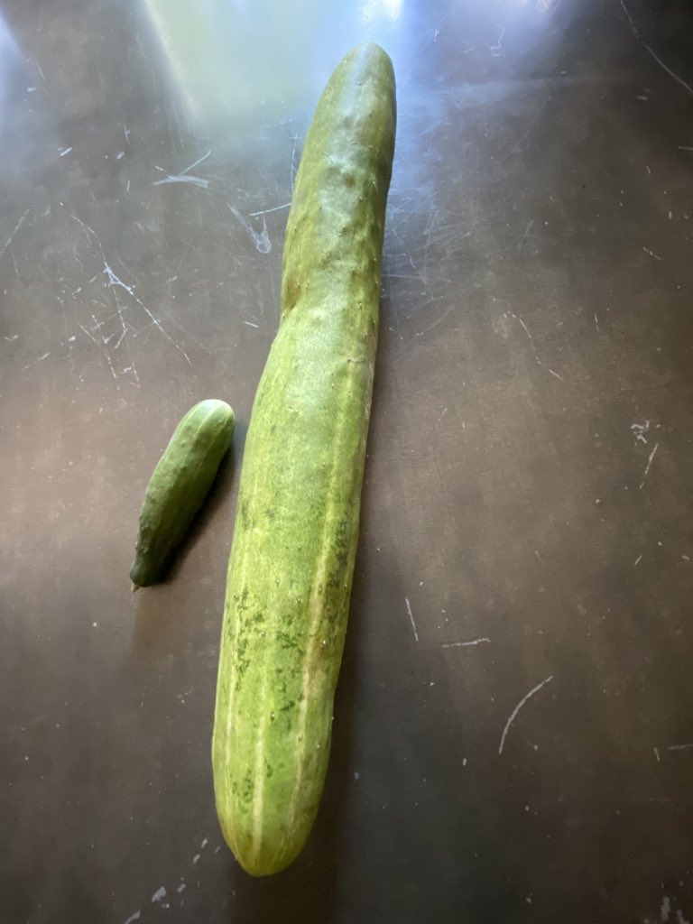 Then his friend said you don’t have to be a perfect cucumber and you don’t have to be a watermelon. All you have to be is you. And then Walter Waterman was happy.