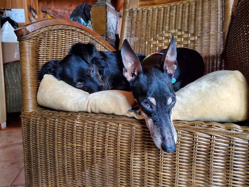 Broken_MacAtom's tweet photo. Pinky and Charlie snugling #CutenessOverload https://t.co/neZP8oRBtG