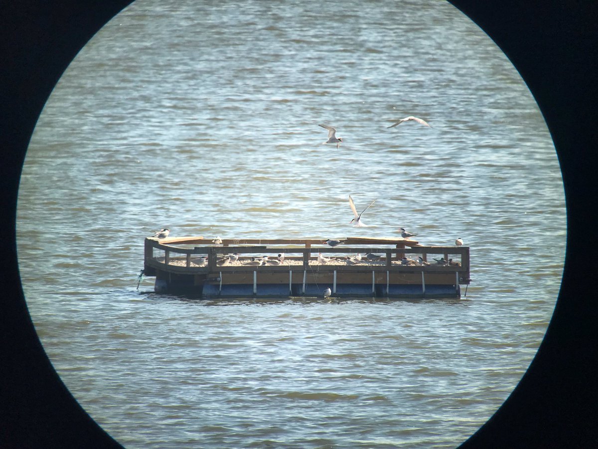 Kucerova_uci's tweet photo. Stolářka pond near Bzenec and its artificial platforms for common tern istalled by @birdlifecz. Tern belongs to endangered species. It lost most of its former nesting sites because of stream regulations. Platforms help. Tern-population has grown five times since installing them. https://t.co/OvOjyHmbbW