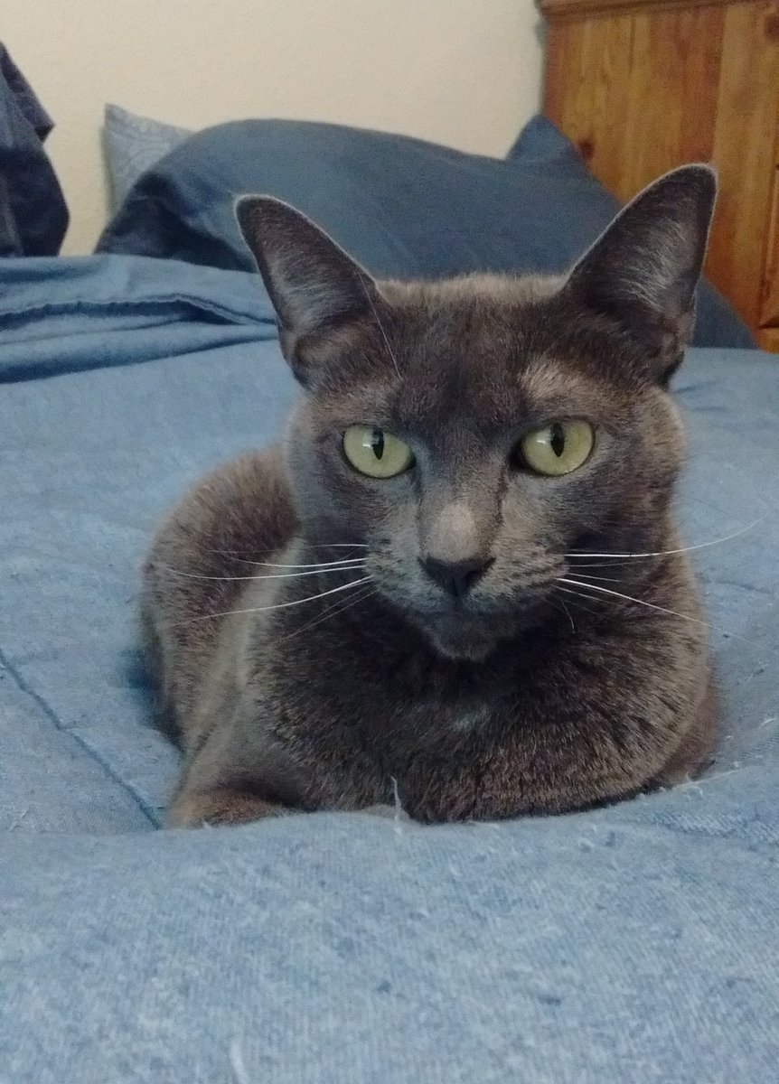 pncwho's tweet photo. #CatsForBiden #Cats4Biden Chessie is sick of Trump and is #RidinWithBiden https://t.co/cA3LWTlvVW