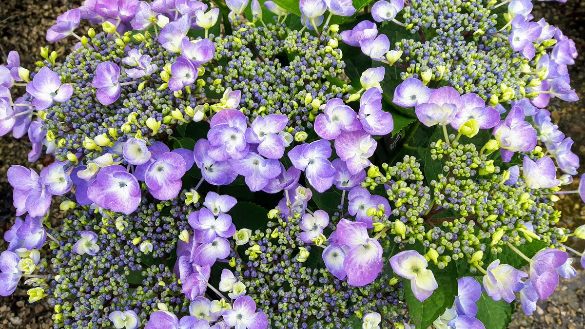 jajonesccuk's tweet photo. One of our favorite #Lacecap #Hydrangeas 'Lutin Blue'  #cool colour
Have a Great #weekend https://t.co/1n2gW5NOk3