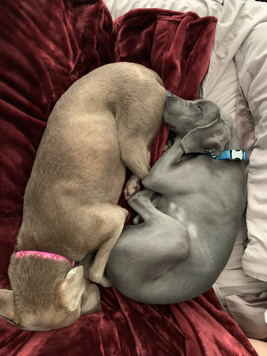 HWeimaraner's tweet photo. Caption this photo https://t.co/15Ts1LdT3q