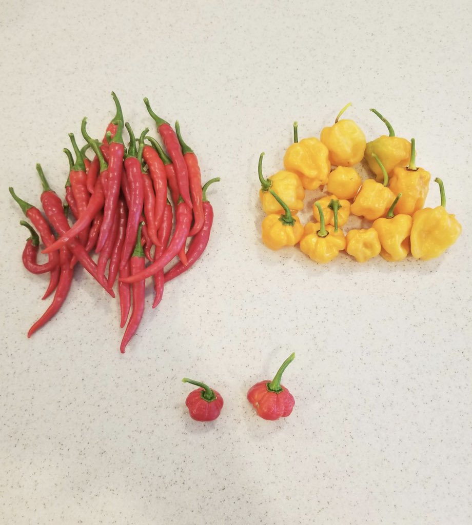 BadgersPeppers's tweet photo. Today's harvest - Cayenne, Habanero, 2 Moruga Scorpion 

#BadgersPepperProducts #peppers #hotpeppers #spicy #flavor #fiery #stayspicy #heat #SHU #scoville #habanero #habanero #texasheat #morugascorpion #Texas #BadgersPepperGarden #bringtheheat #organicgardening https://t.co/IUvg8X1xkc