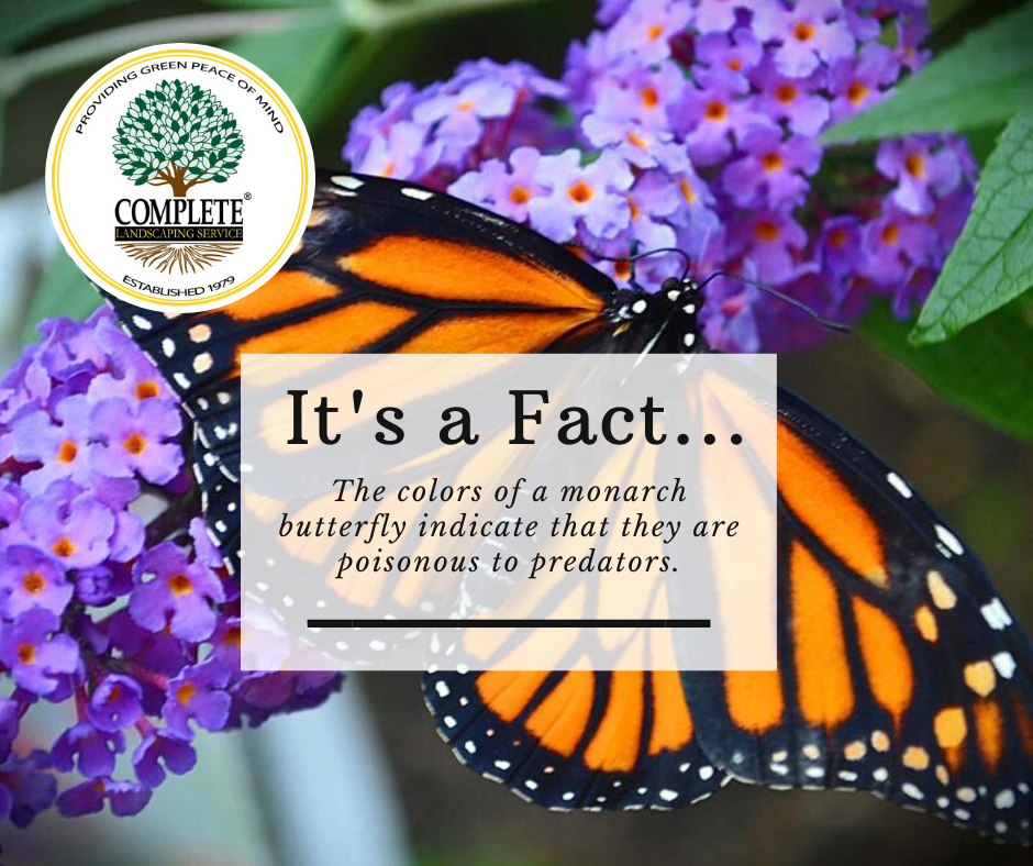 It's #funfactFriday!  Bringing you interesting facts about nature and landscaping.  #greenpeaceofmind