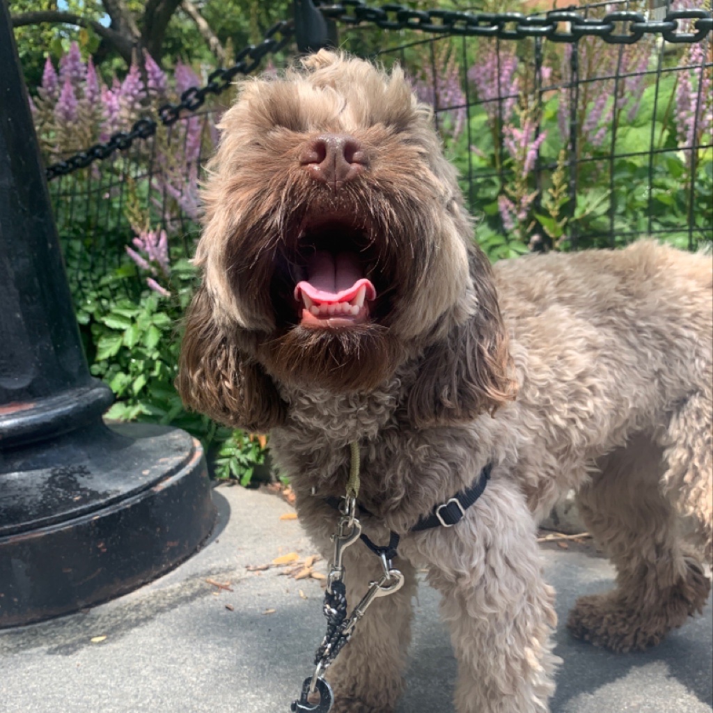 metropetsnyc's tweet photo. Great seeing our girl Penny yesterday 🐶 Metro Pets has been caring for Penny for 2 years ❤️ #doglife #dogdays #doggie #doggo #cockapoo #friday #stayhealthy #nycdogs #bestdogwalkers #dogwalkingnyc #nycdogwalkers #dogtrainingnyc https://t.co/KUrBhE3sMr